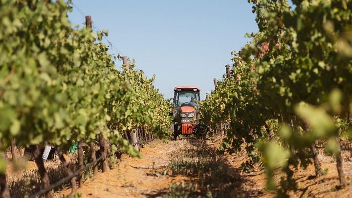 African Story 8-Hour Winelands Tour: Paarl, Franschhoek and Stellenbosch Estates (4/12)
