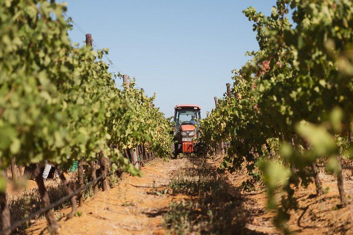 African Story 8-Hour Winelands Tour: Paarl, Franschhoek and Stellenbosch Estates (4/12)