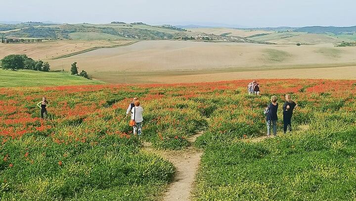 Florence Small Group of 6: Boutique Brunello Farm Lunch, Val d'Orcia and Montepulciano (2/12)