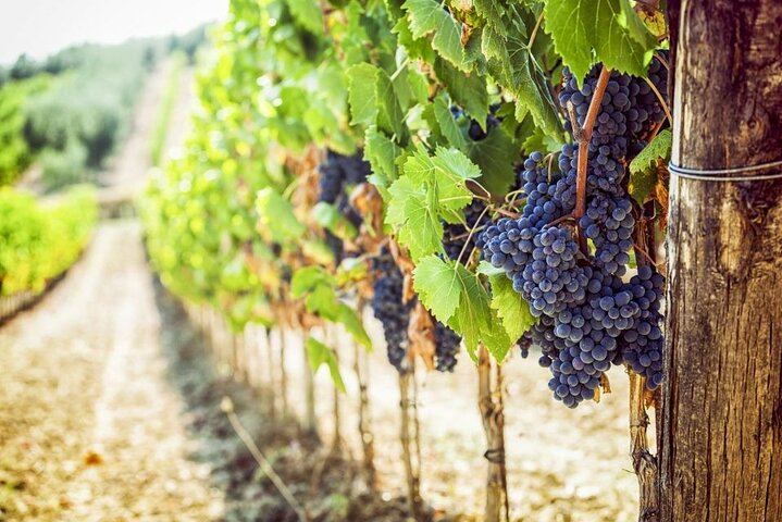 Florence Small Group of 6: Boutique Brunello Farm Lunch, Val d'Orcia and Montepulciano (9/12)