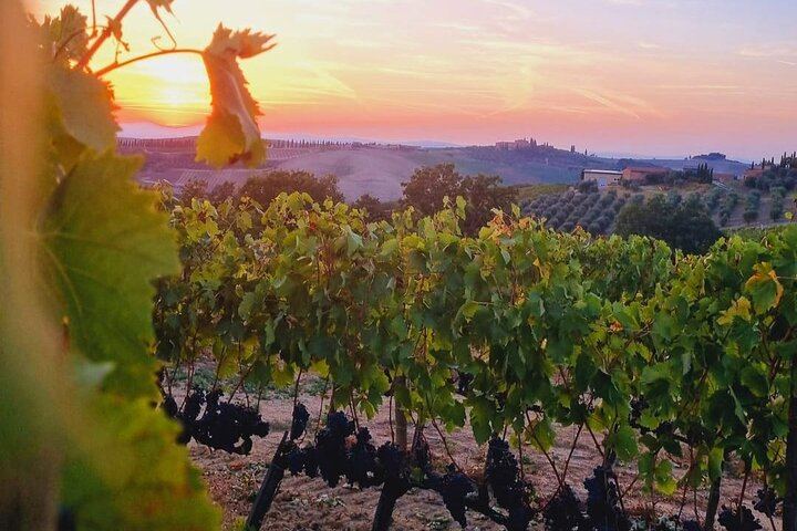 Florence Small Group of 6: Boutique Brunello Farm Lunch, Val d'Orcia and Montepulciano (5/12)