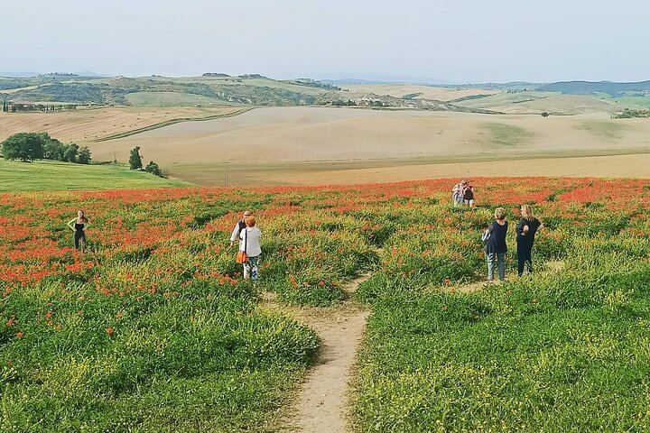 Florence Small Group of 6: Boutique Brunello Farm Lunch, Val d'Orcia and Montepulciano (2/12)