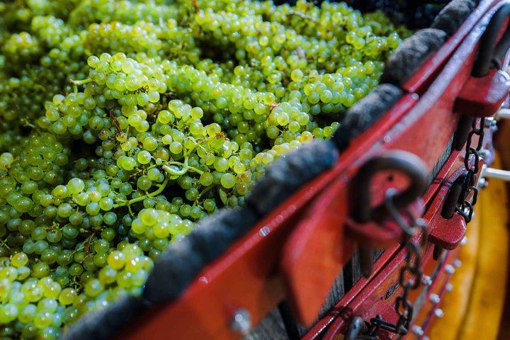 Private Door-to-Door Champagne Tour from Paris: Family Cellar Tasting and Hautvillers (11/12)