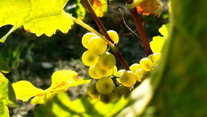 Mas des Escarades Winery Visit and Vineyard Tasting with Panoramic Views, Buisson (3/4)