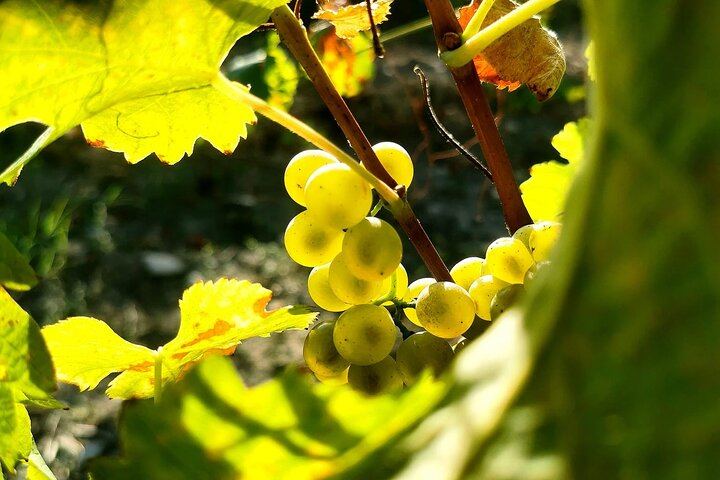 Mas des Escarades Winery Visit and Vineyard Tasting with Panoramic Views, Buisson (3/4)