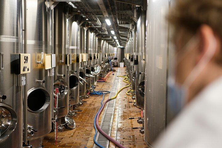 Private Reims Champagne Day: Veuve Clicquot Cellars, Cathedral, Rilly-la-Montagne Grower (6/12)