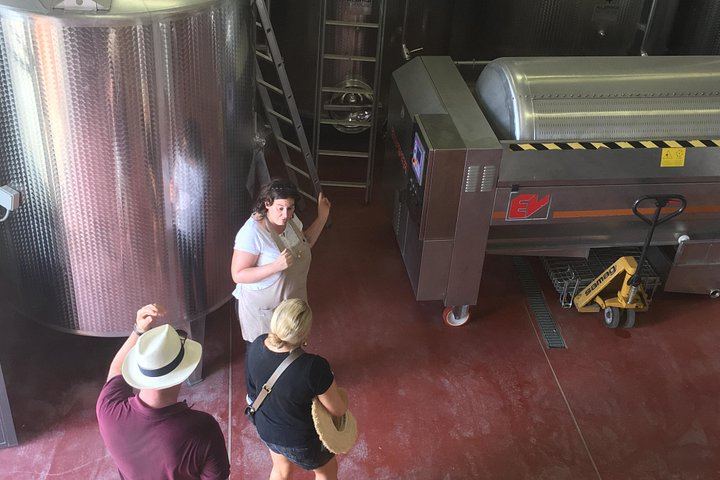 Family Vineyard Visit near San Gimignano with Appetizers and Four Wines (3/5)