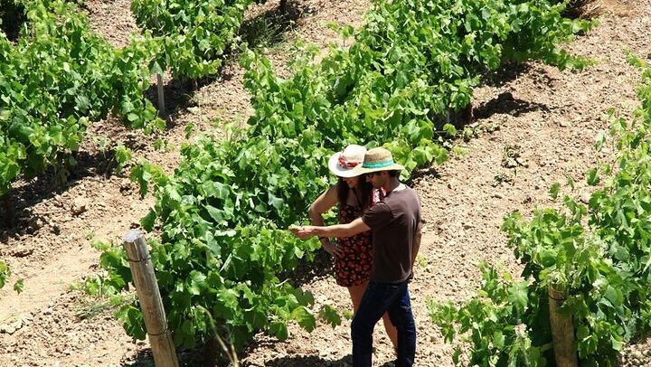 Miquel Jané Family Vineyard in Alt Penedès: 3-Hour Wine Tasting with Cheese and Ham (1/6)