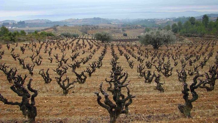 Miquel Jané Family Vineyard in Alt Penedès: 3-Hour Wine Tasting with Cheese and Ham (2/6)