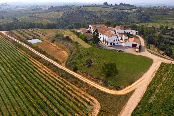 Miquel Jané Family Vineyard in Alt Penedès: 3-Hour Wine Tasting with Cheese and Ham
