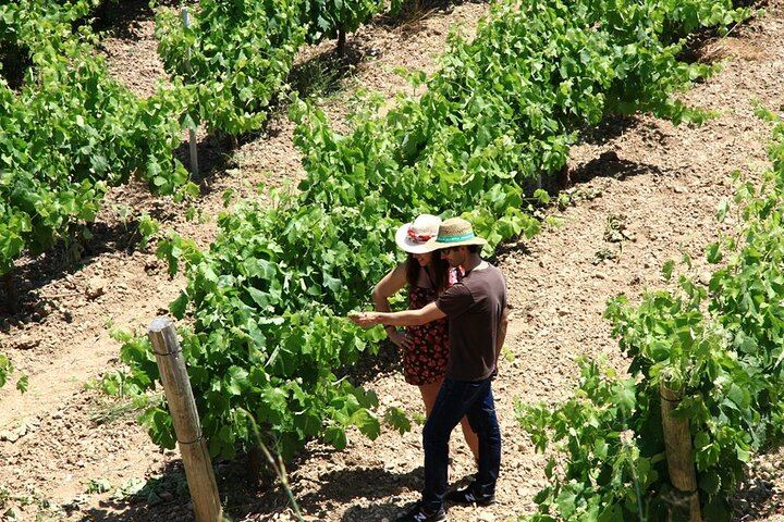 Miquel Jané Family Vineyard in Alt Penedès: 3-Hour Wine Tasting with Cheese and Ham (1/6)