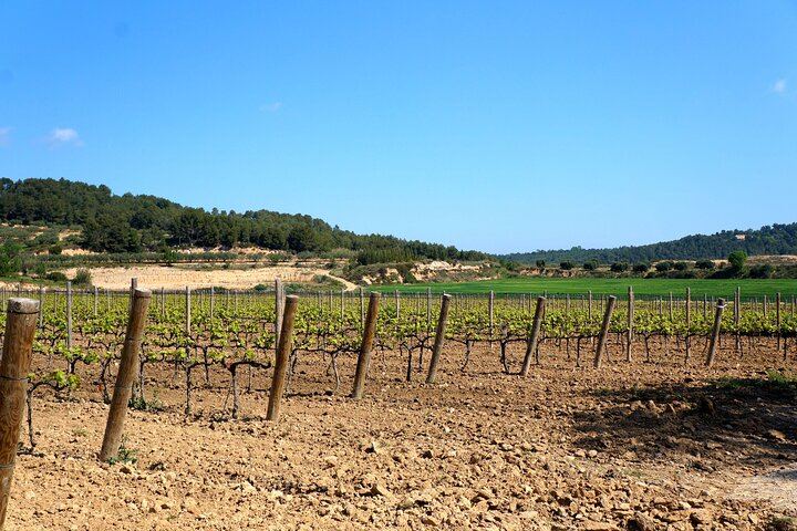 Miquel Jané Family Vineyard in Alt Penedès: 3-Hour Wine Tasting with Cheese and Ham (6/6)