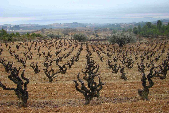 Miquel Jané Family Vineyard in Alt Penedès: 3-Hour Wine Tasting with Cheese and Ham (2/6)