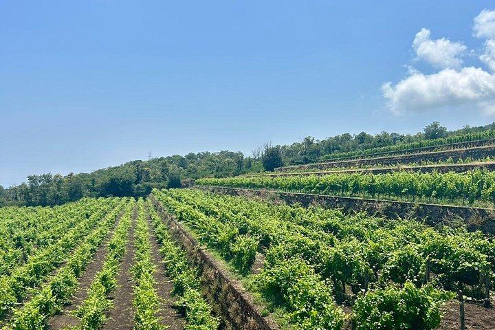 Etna Chauffeur Tour: Farm Tasting, Sapienza Hot Chocolate and Cellar Lunch with 4 Wines (8/12)