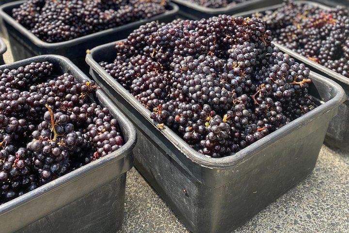 Waiheke Best Cellar Tour: Family-Run Small Group, 11 Guests Max, 3 Vineyards (5/12)