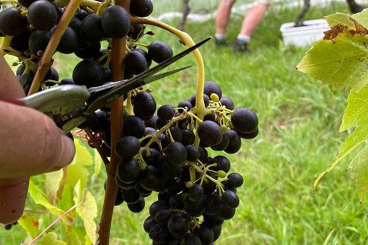Waiheke Best Cellar Tour: Family-Run Small Group, 11 Guests Max, 3 Vineyards (6/12)