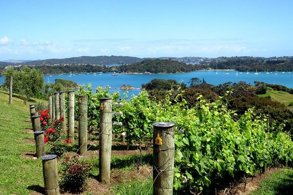 Private Waiheke Wine Tour with Waitiki Tours: Three Boutique Vineyards