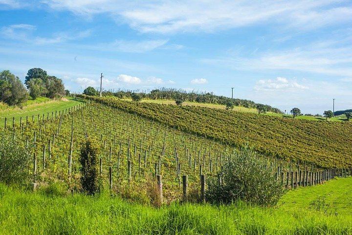 Private Waiheke Wine Tour with Waitiki Tours: Three Boutique Vineyards (8/12)