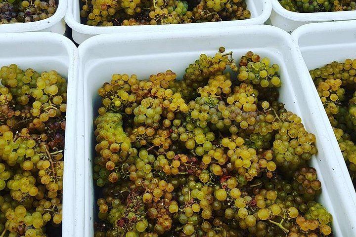 Private Waiheke Wine Tour with Waitiki Tours: Three Boutique Vineyards (12/12)