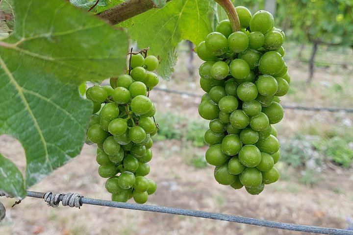 Full-Day Marlborough Wine Tasting Tour, Door to Door from Picton or Blenheim (7/10)