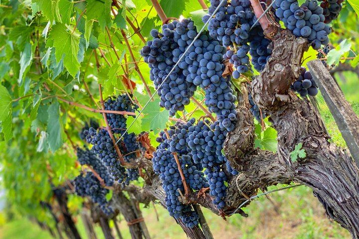 Small Group Chianti Classico Wine Day with a Certified Sommelier and Farm-to-Table Lunch (6/7)