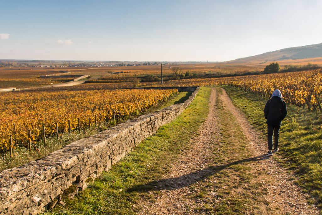 Person seen from behind in a dark jacket walking a gravel path beside a stone wall between golden autumn vineyards