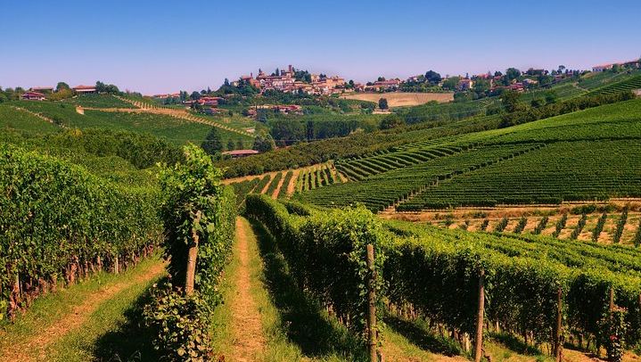 Langhe Wine Day Trip from Turin by Van: Alta Langa Cellar, Village Lunch, Barolo Tasting (4/12)