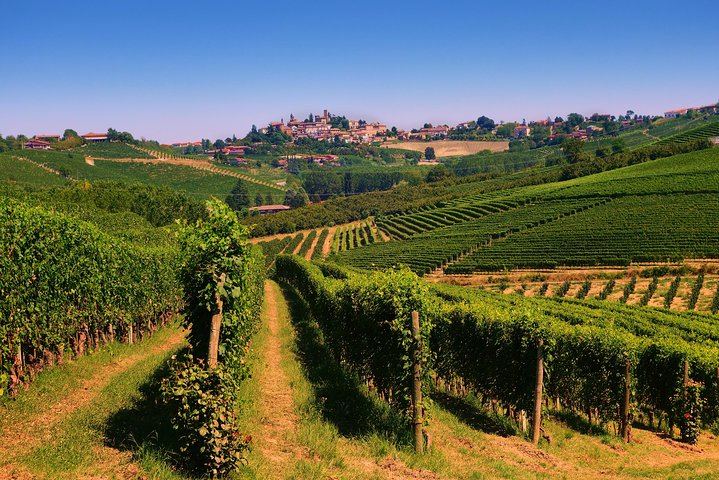 Langhe Wine Day Trip from Turin by Van: Alta Langa Cellar, Village Lunch, Barolo Tasting (4/12)