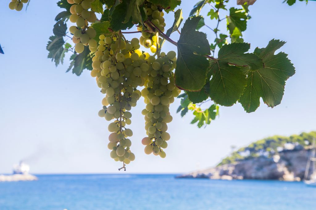 Bunch of white wine grapes hanging from a vine with a blue sea behind