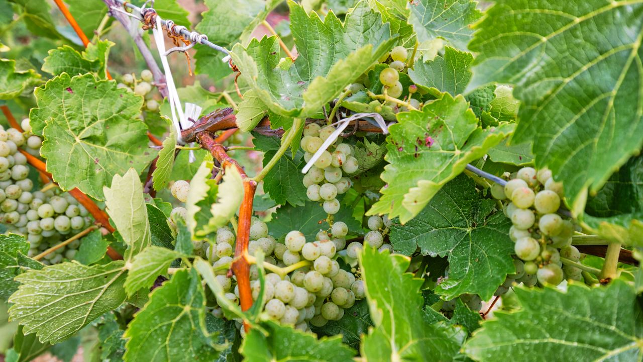 Clusters of white grapes among vine leaves in a Niagara-on-the-Lake vineyard