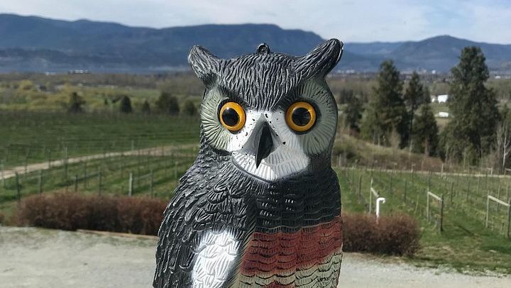 East Kelowna Bench Wineries: 4-Hour Afternoon Wine Tasting in the Okanagan Valley (2/3)