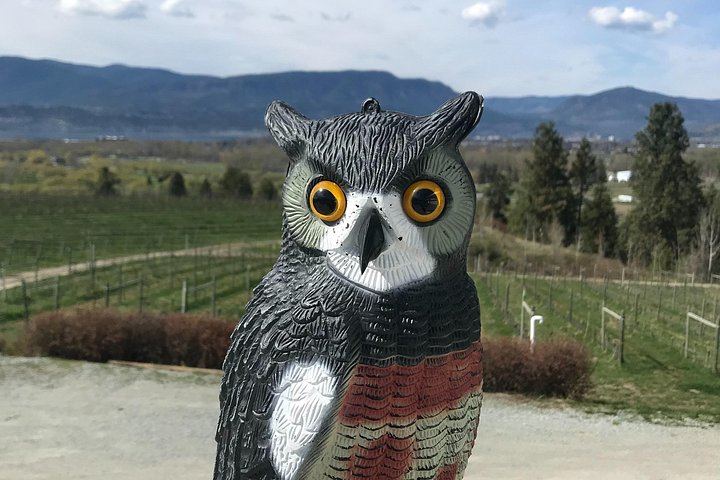 East Kelowna Bench Wineries: 4-Hour Afternoon Wine Tasting in the Okanagan Valley (2/3)