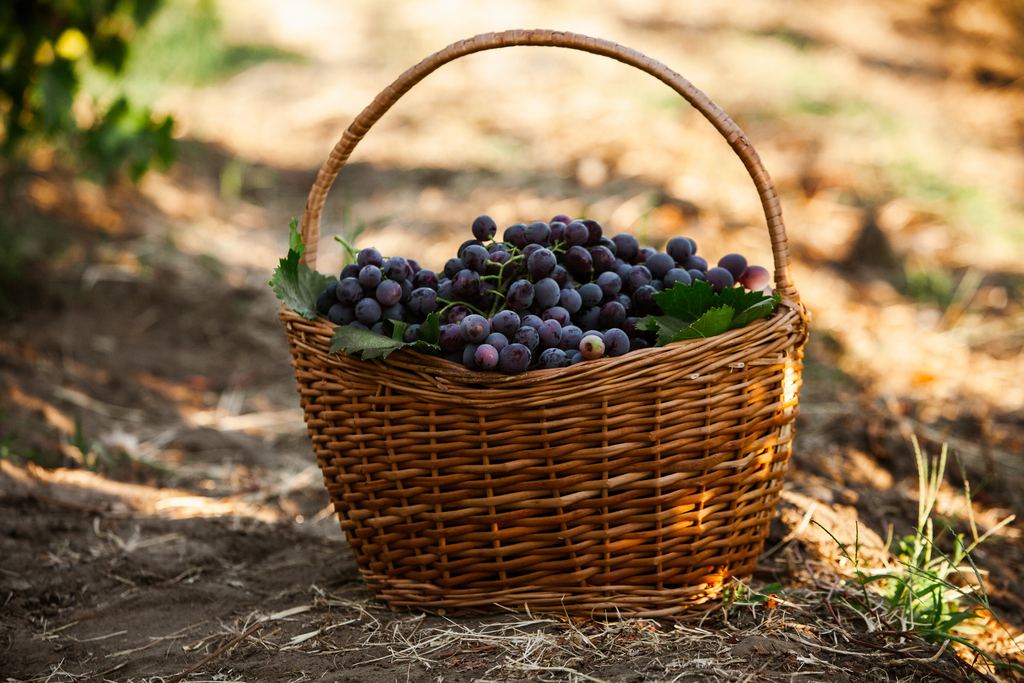 Wicker basket full of freshly picked black wine grapes standing on the ground in a vineyard in dappled sunlight