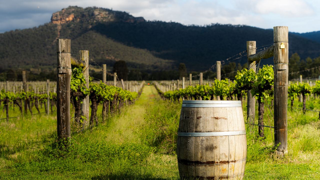 Wine barrel between vine rows in the Hunter Valley with hills behind, New South Wales