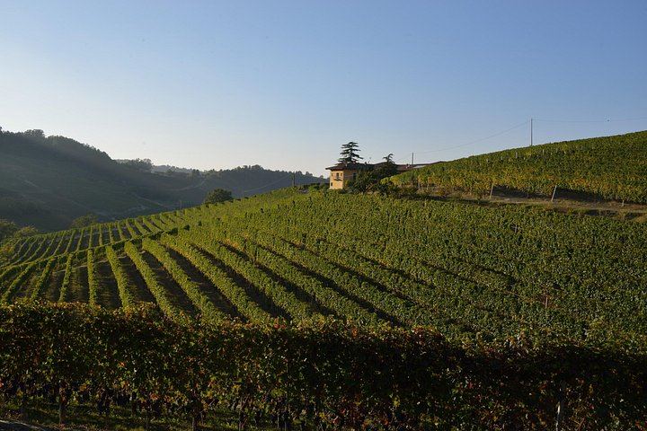 Barolo Estate in Monforte d'Alba: 11-Hectare Vineyard Visit, Wine and Venchi Chocolate (8/12)