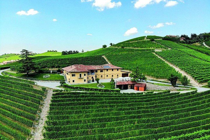 Barolo Estate in Monforte d'Alba: 11-Hectare Vineyard Visit, Wine and Venchi Chocolate (7/12)