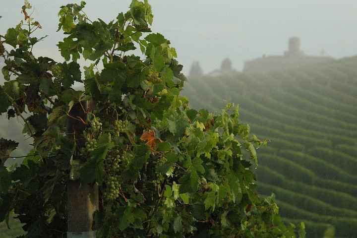 Barolo Estate in Monforte d'Alba: 11-Hectare Vineyard Visit, Wine and Venchi Chocolate (11/12)