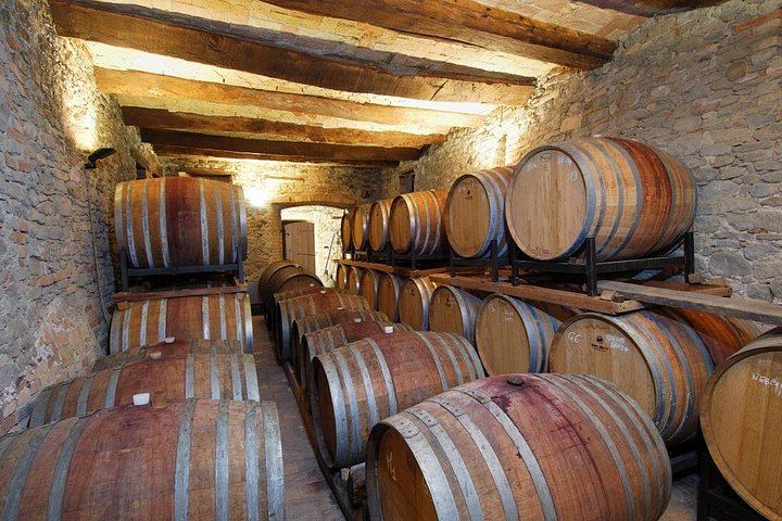 Barolo Estate in Monforte d'Alba: 11-Hectare Vineyard Visit, Wine and Venchi Chocolate (5/12)