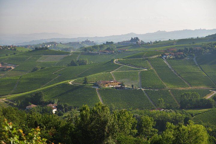 Barolo Estate in Monforte d'Alba: 11-Hectare Vineyard Visit, Wine and Venchi Chocolate (9/12)