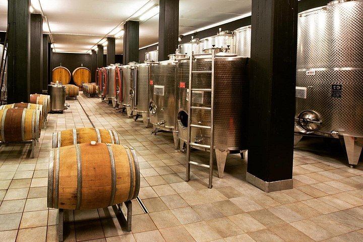 Barolo Estate in Monforte d'Alba: 11-Hectare Vineyard Visit, Wine and Venchi Chocolate (6/12)