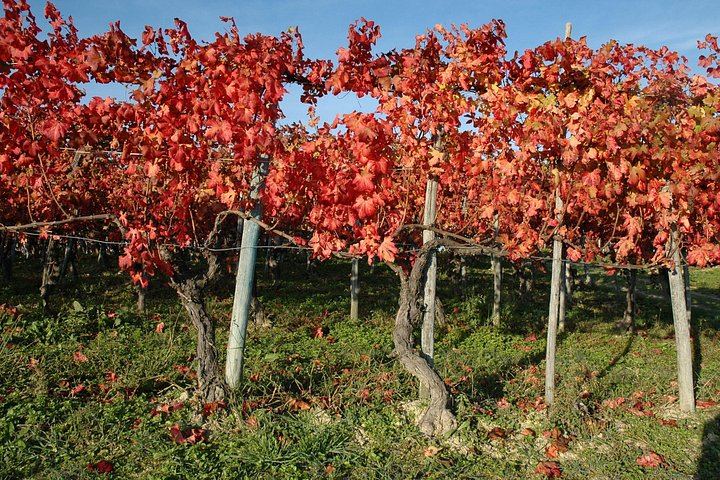 Barolo Estate in Monforte d'Alba: 11-Hectare Vineyard Visit, Wine and Venchi Chocolate (10/12)
