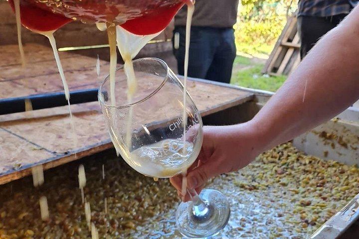 Maipo Valley Wine and Food Trail: Three Vineyards, Fire-Grilled Lunch, Pisco (8/12)