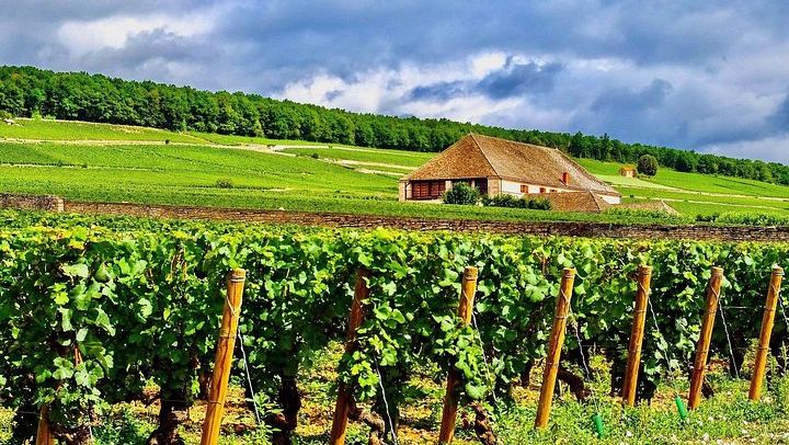 Private Paris to Chablis & Pommard Tour: 3 Guided Visits, 15 Wines, Mercedes Minivan (4/12)