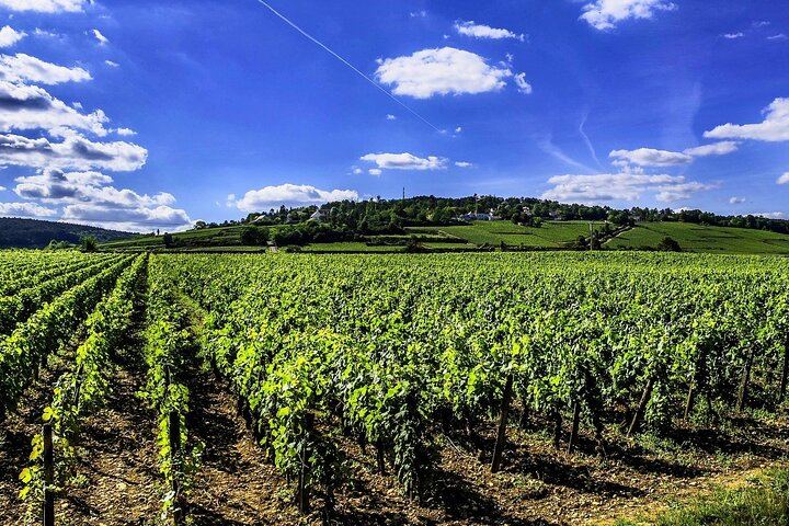 Private Paris to Chablis & Pommard Tour: 3 Guided Visits, 15 Wines, Mercedes Minivan (9/12)