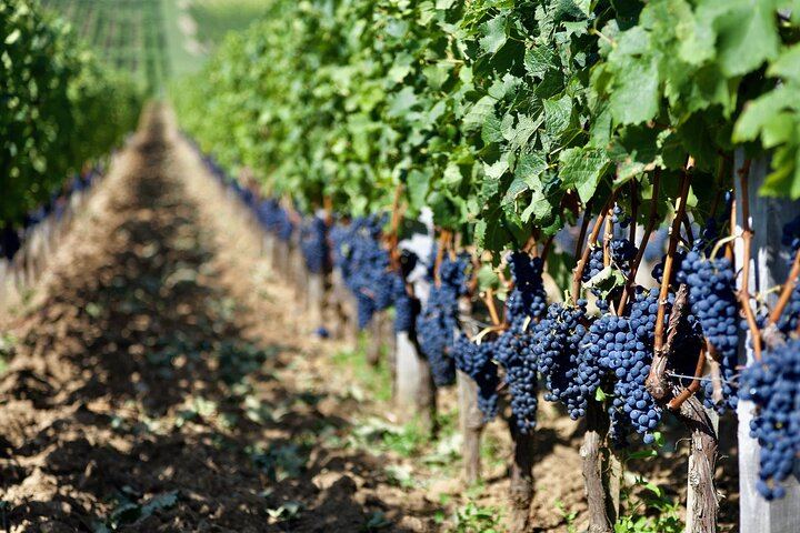 Private Paris to Chablis & Pommard Tour: 3 Guided Visits, 15 Wines, Mercedes Minivan (11/12)