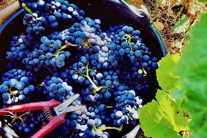 Private Paris to Chablis & Pommard Tour: 3 Guided Visits, 15 Wines, Mercedes Minivan (12/12)