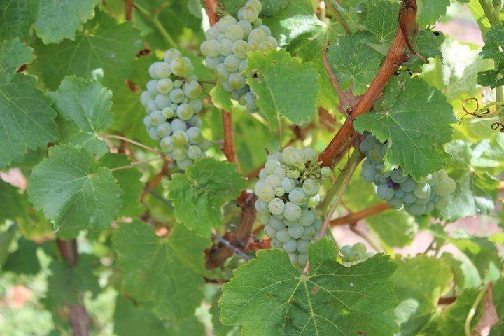 Margaret River Full-Day Wine and Food Tour with Two-Course Lunch at Woody Nook Wines (5/11)