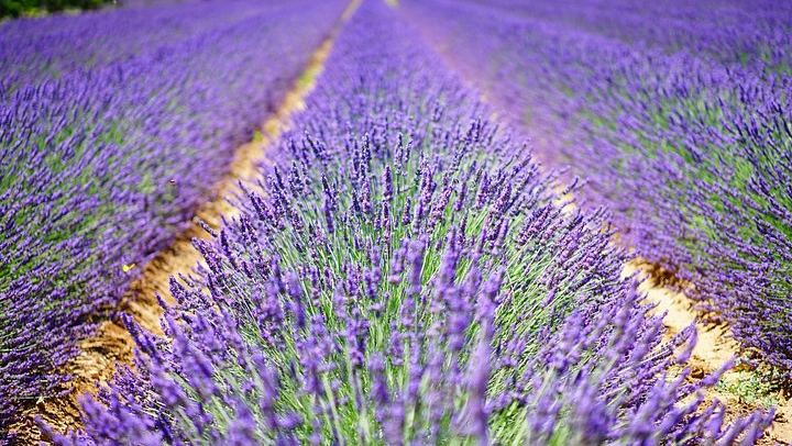 Niagara Afternoon Wine Tour: 3 Wineries and a Lavender Farm with Boutique (3/5)