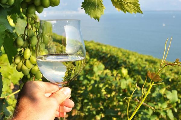 Niagara Afternoon Wine Tour: 3 Wineries and a Lavender Farm with Boutique