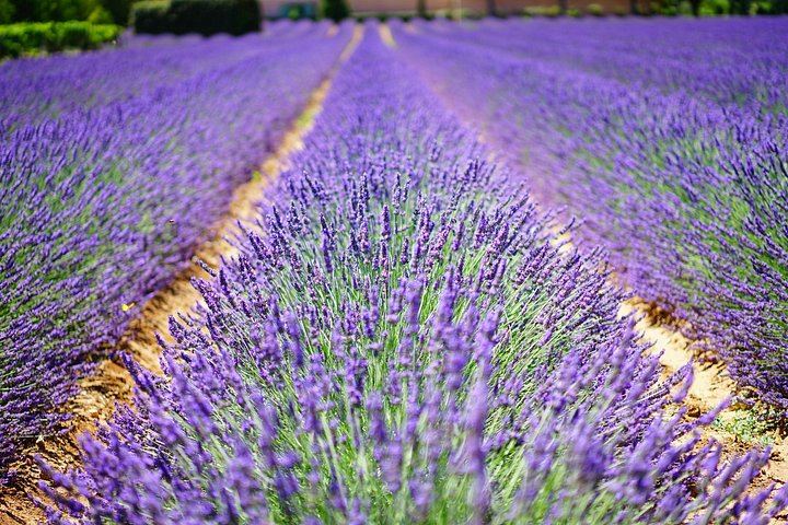 Niagara Afternoon Wine Tour: 3 Wineries and a Lavender Farm with Boutique (3/5)